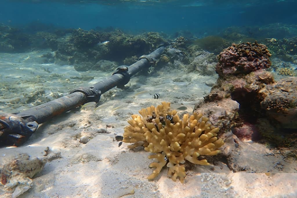 دراسات البيئة البحرية